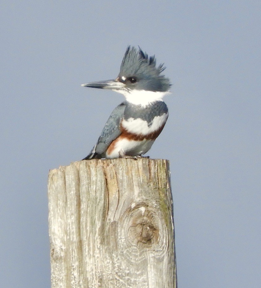 Belted Kingfisher - ML612564194
