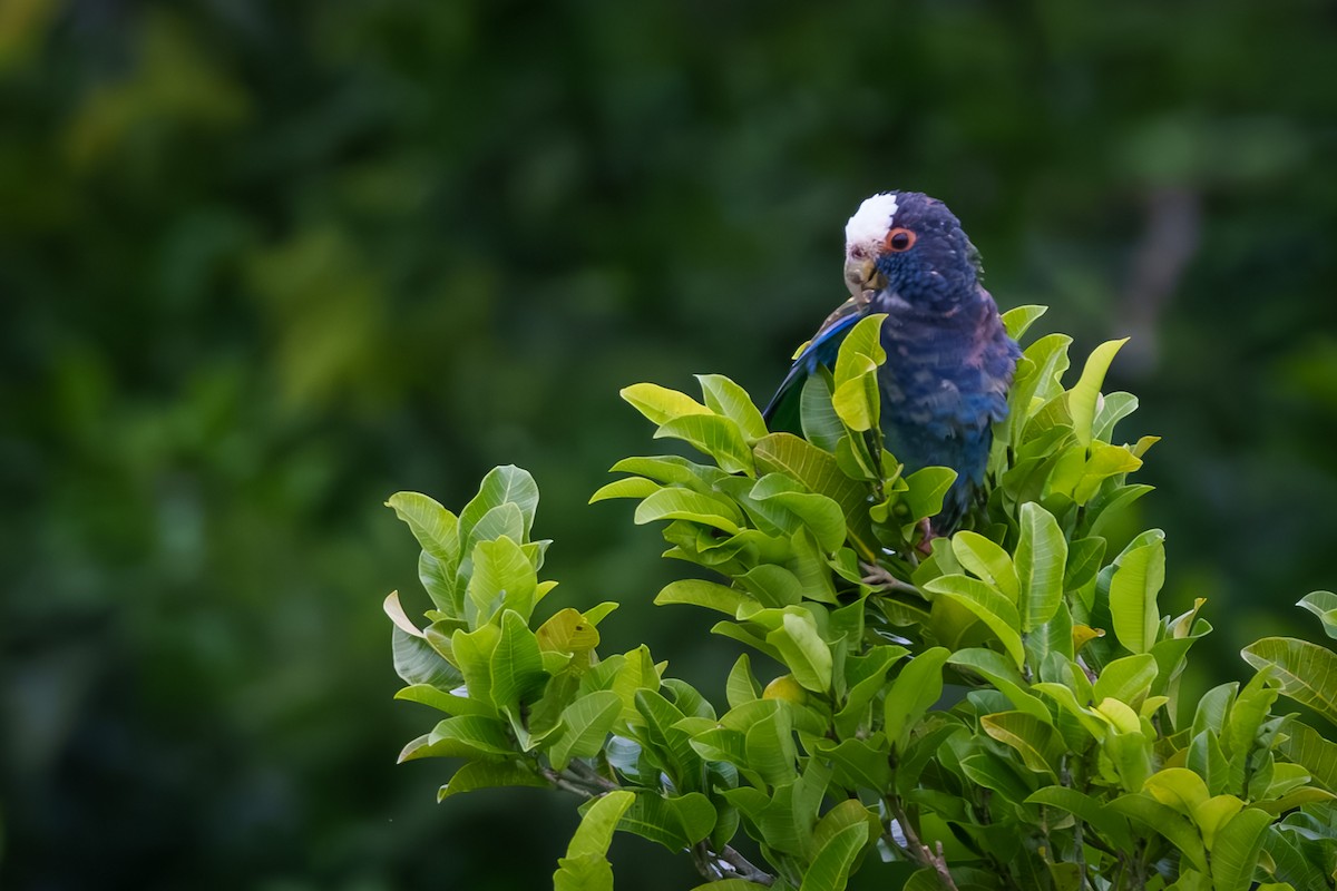 White-crowned Parrot - ML612564198