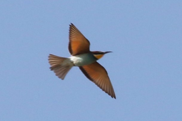 European Bee-eater - ML612564430