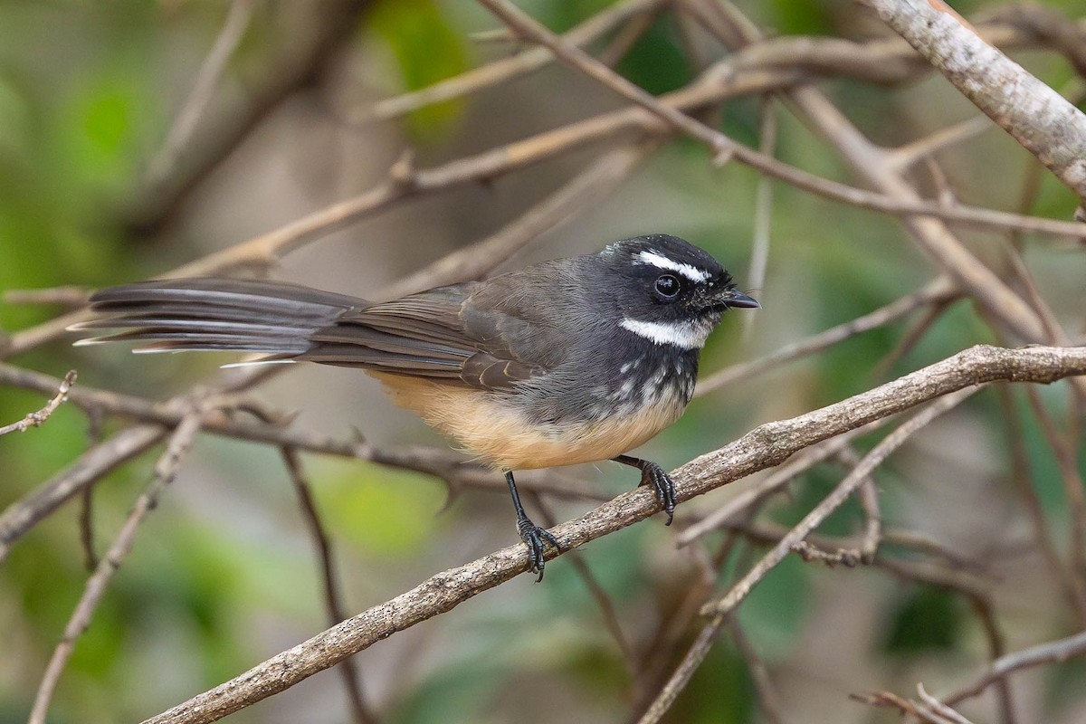 Spot-breasted Fantail - ML612564536