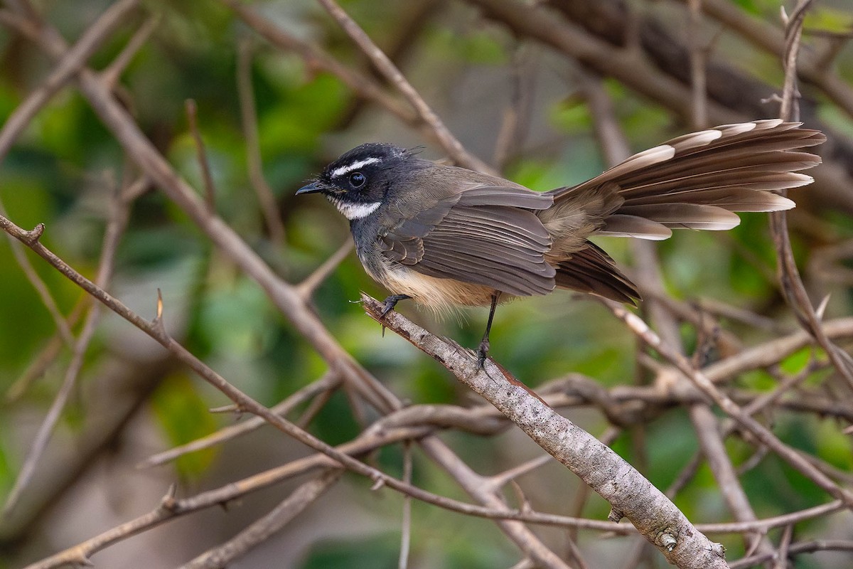 Spot-breasted Fantail - ML612564537