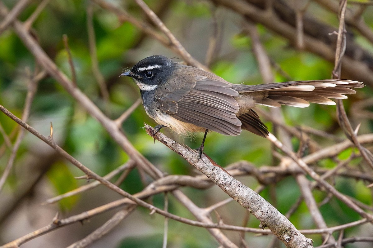 Spot-breasted Fantail - ML612564538