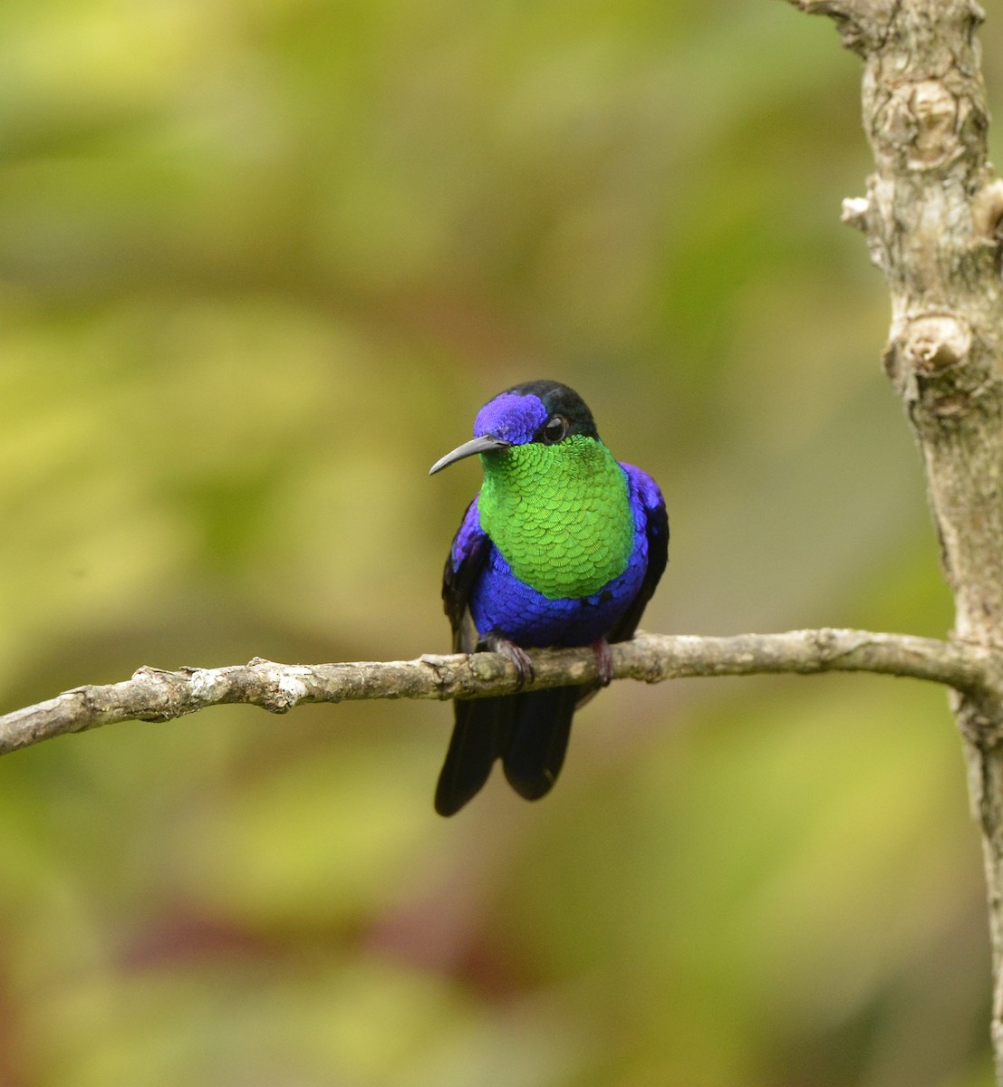 Crowned Woodnymph (Colombian Violet-crowned) - ML612564730