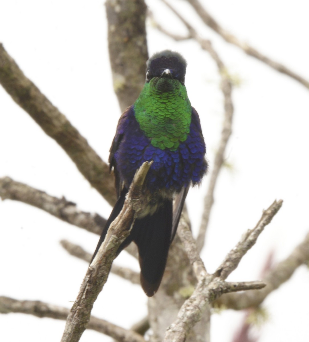 Crowned Woodnymph (Colombian Violet-crowned) - Bill Elrick