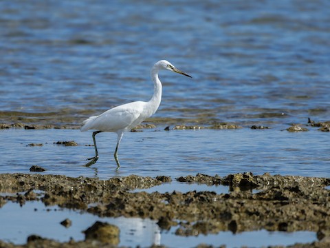 Chinese Egret - eBird