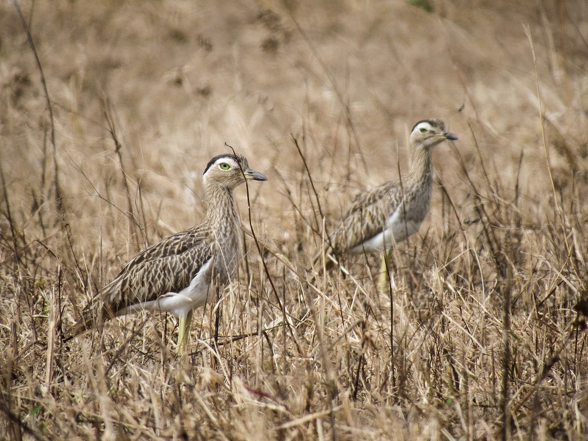 Double-striped Thick-knee - ML612565835