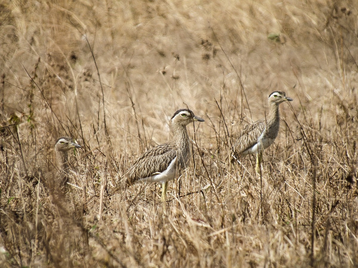 Double-striped Thick-knee - ML612565836