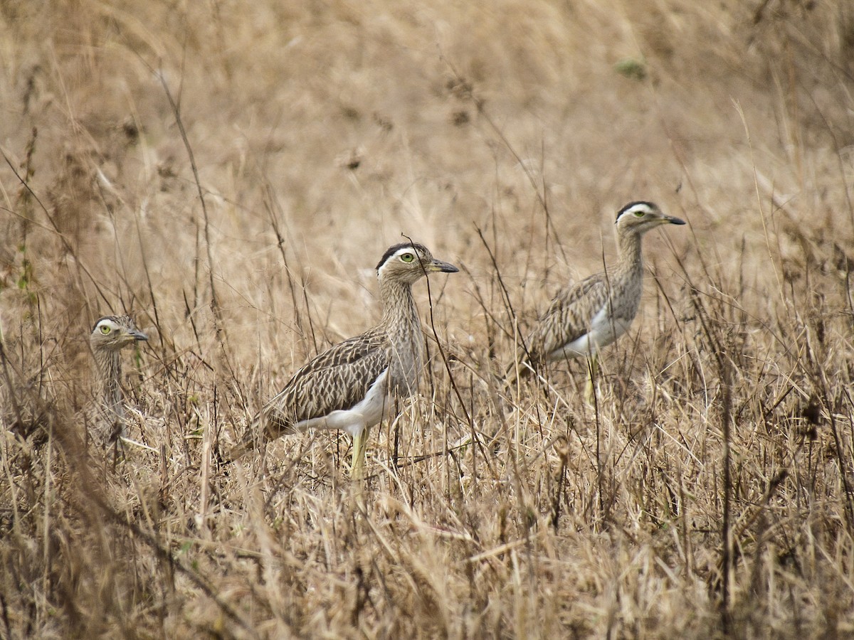 Double-striped Thick-knee - ML612565837