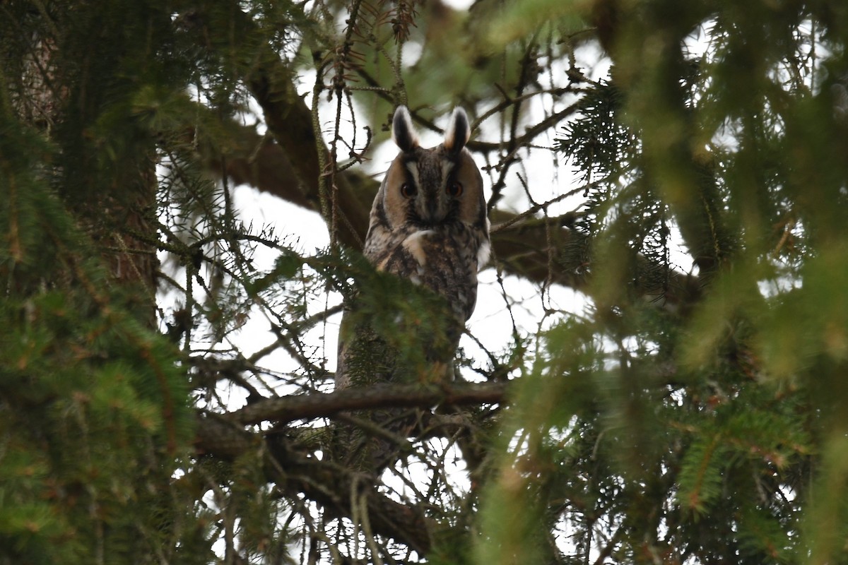 Long-eared Owl - ML612565961