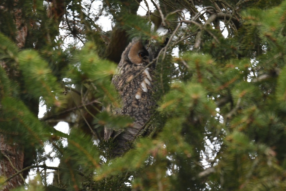 Long-eared Owl - ML612565965