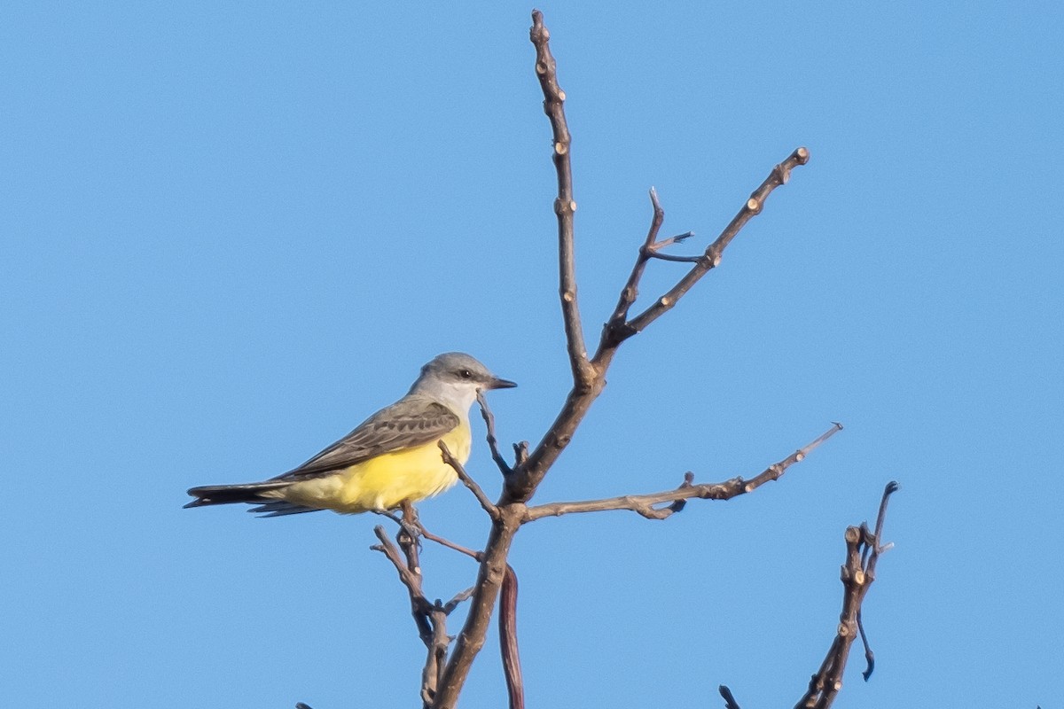 eBird Checklist 23 Dec 2023 Cape Cod National SeashoreSalt Pond