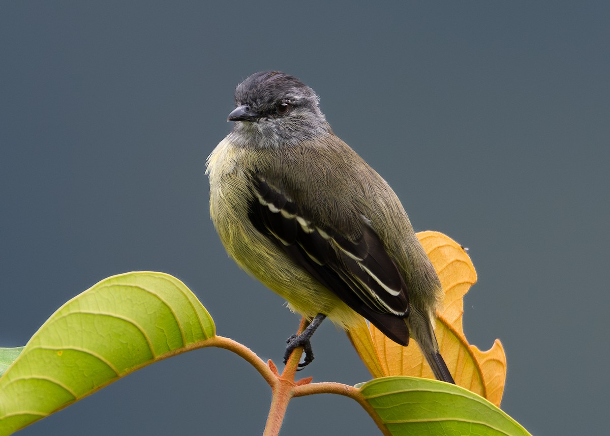 Yellow-crowned Tyrannulet - Jhan C. Carrillo-Restrepo