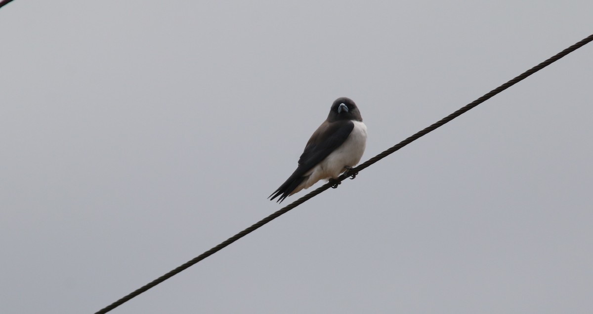 White-breasted Woodswallow - ML612566462