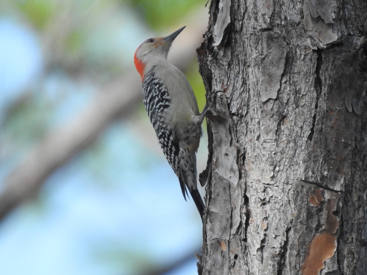 Red-bellied Woodpecker - ML612567142
