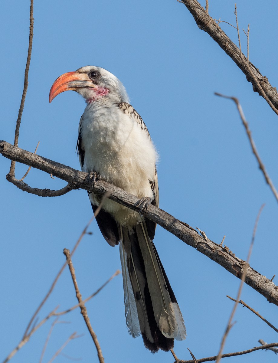 Western Red-billed Hornbill - Erik Ostrander