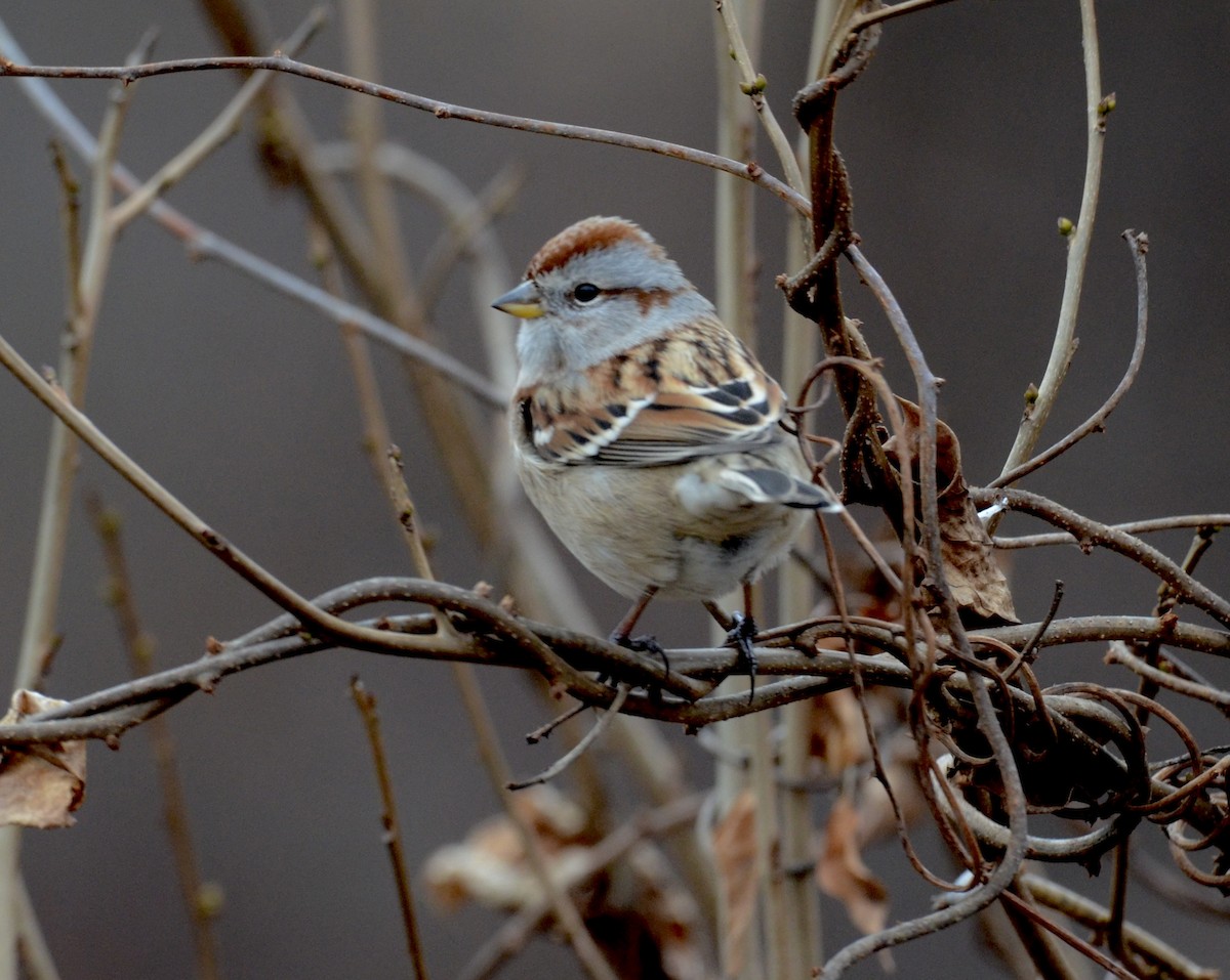 American Tree Sparrow - ML612567408