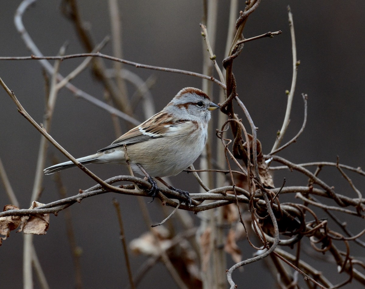 American Tree Sparrow - ML612567409