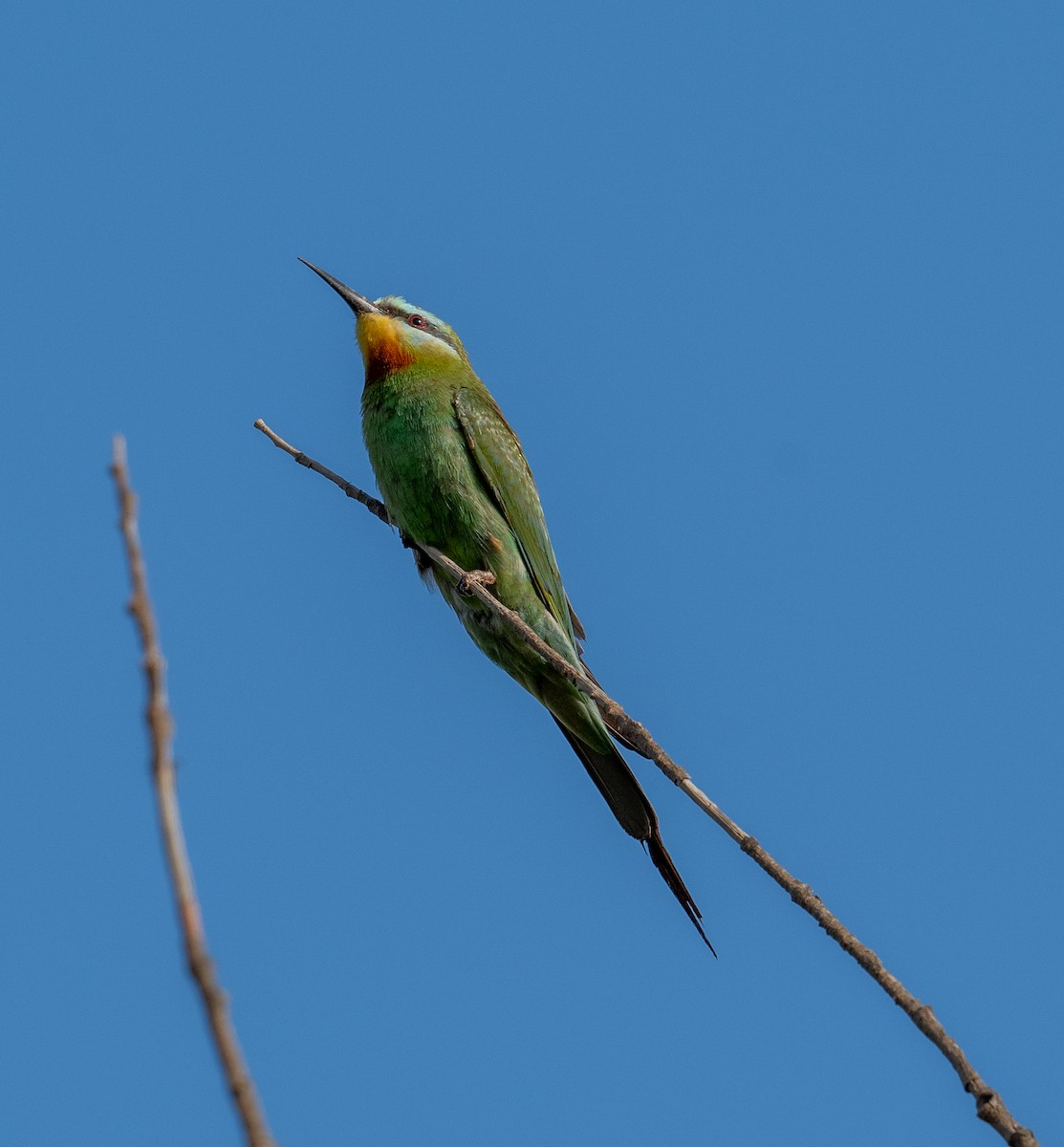Blue-cheeked Bee-eater - ML612567410