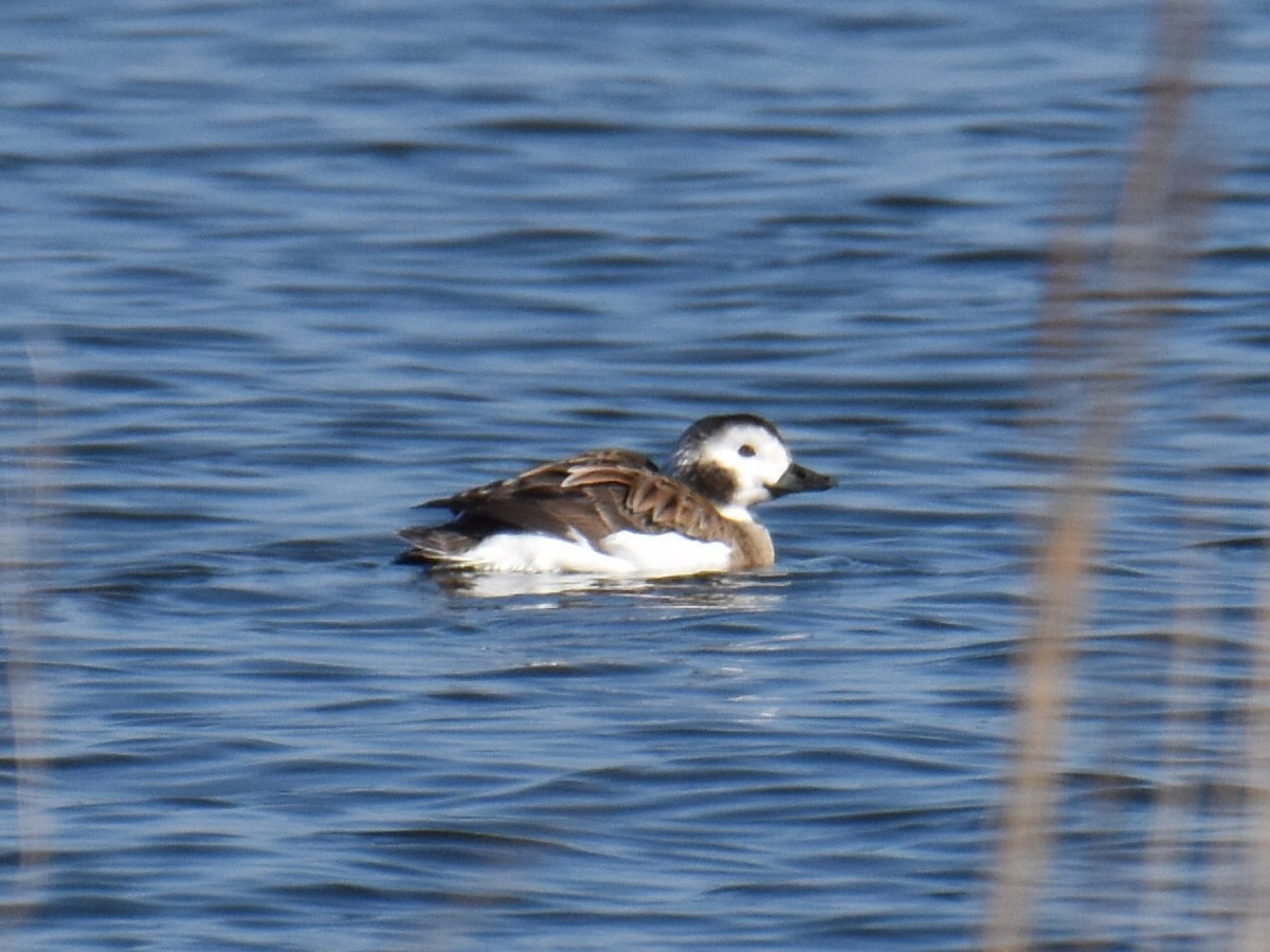 Long-tailed Duck - ML612567718