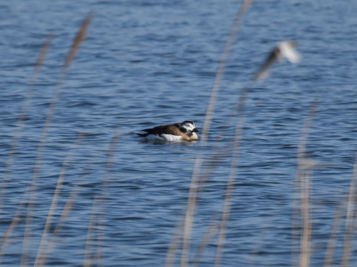 Long-tailed Duck - ML612567719