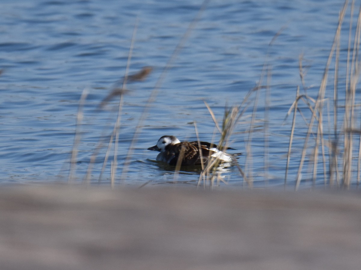 Long-tailed Duck - ML612567720