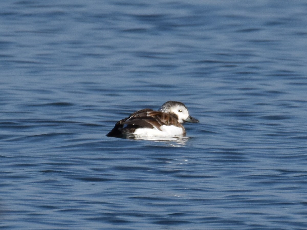 Long-tailed Duck - ML612567721