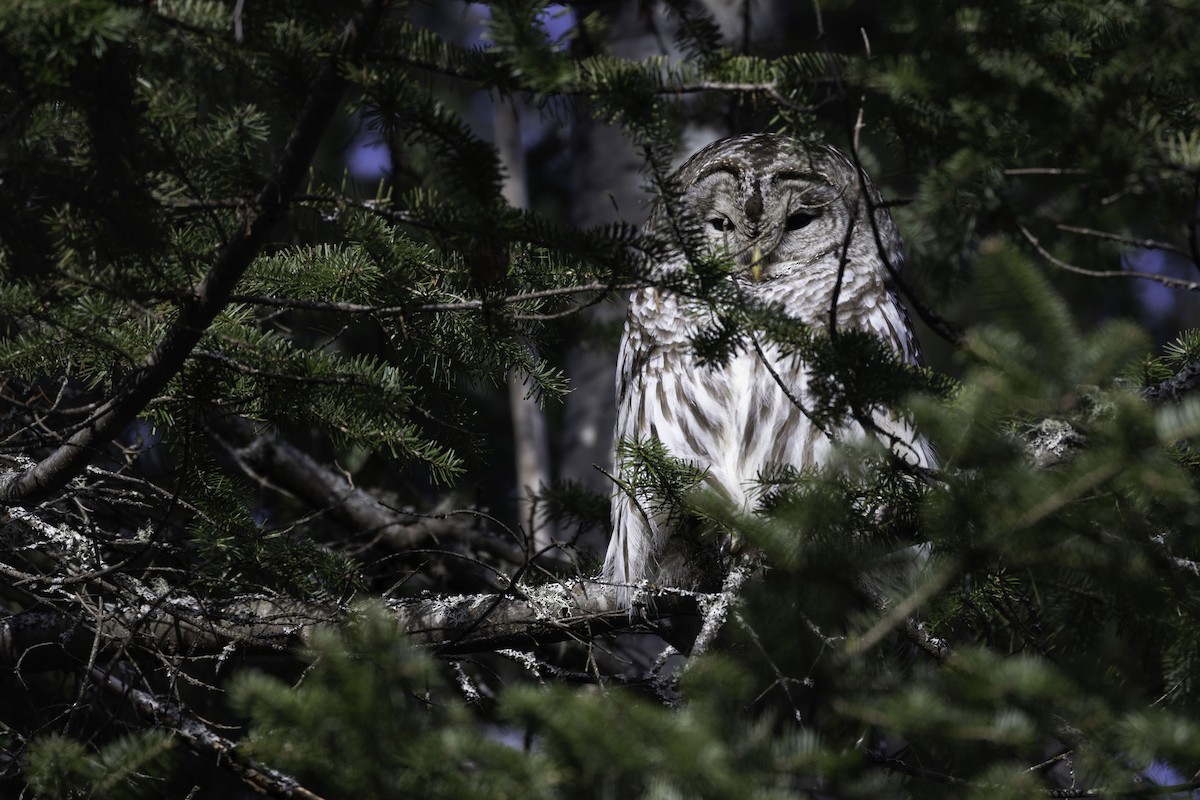 Barred Owl - bellemare celine