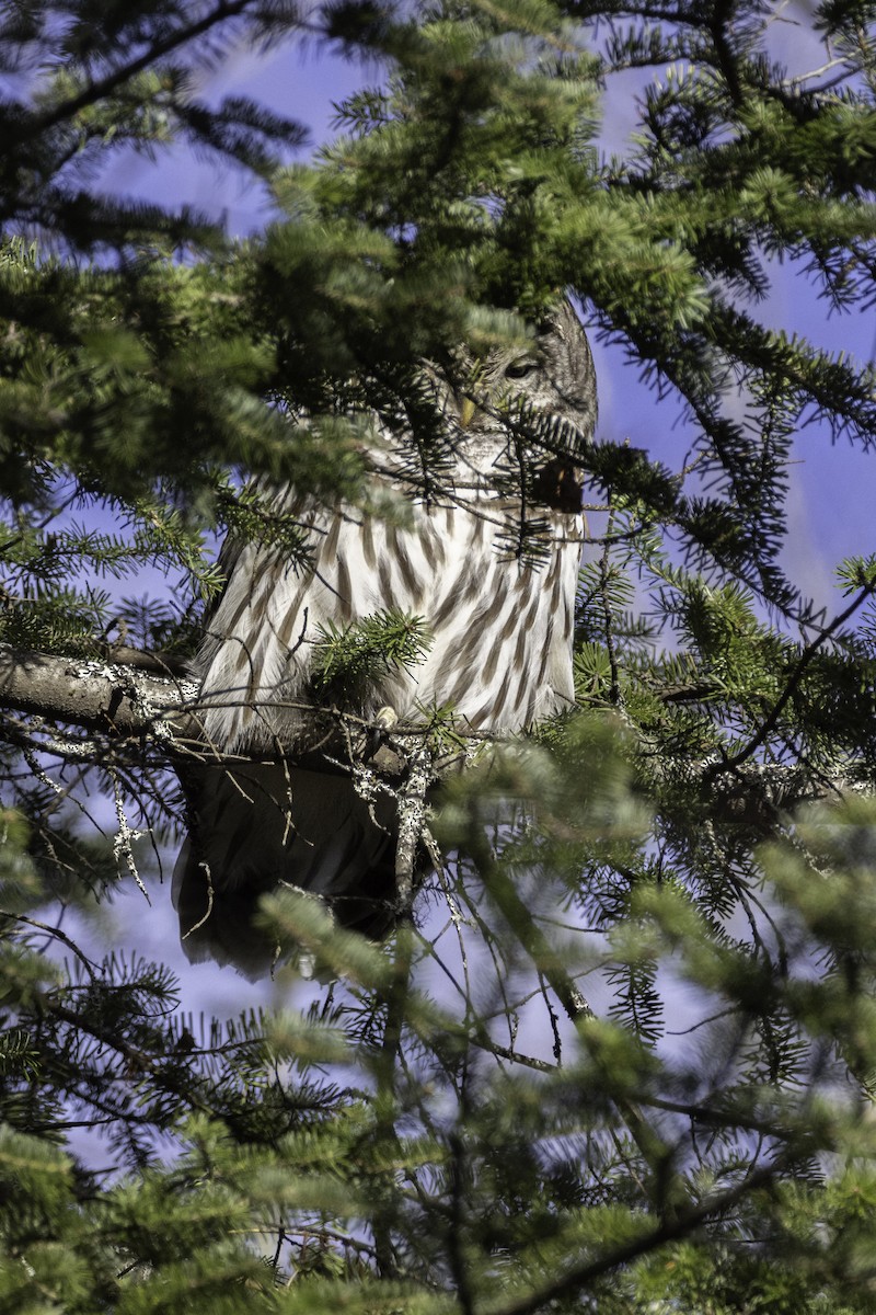 Barred Owl - bellemare celine