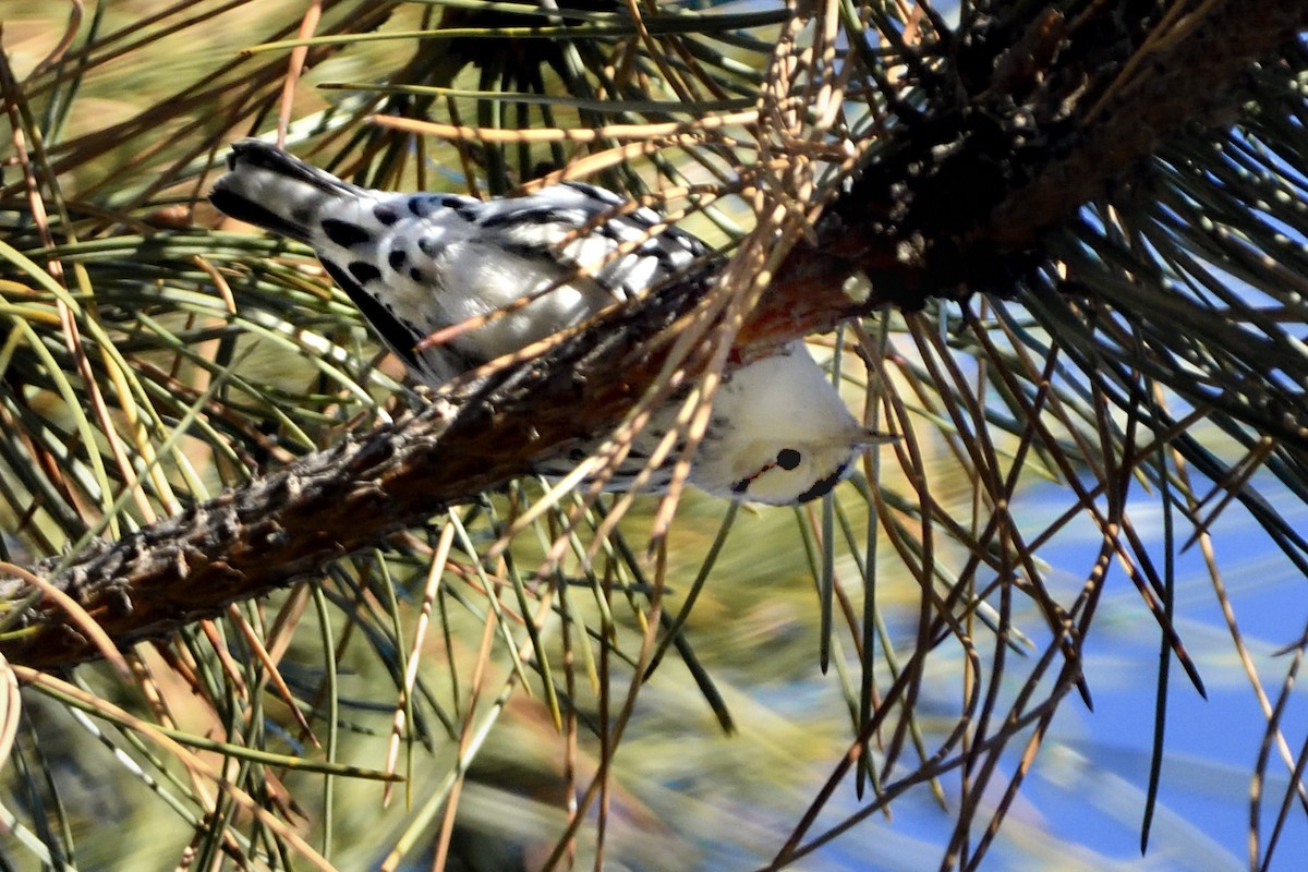 Black-and-white Warbler - ML612567882