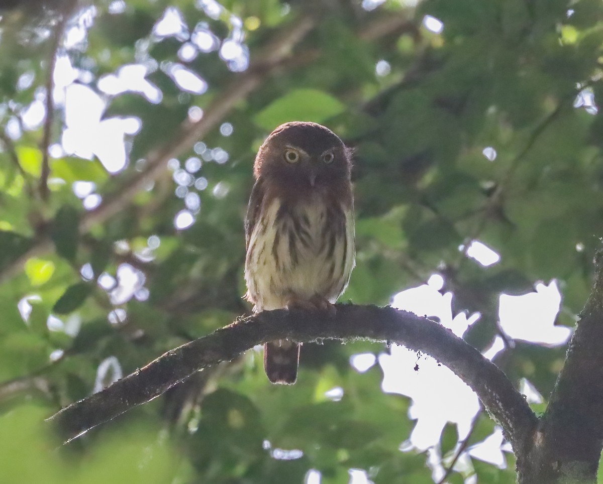 Least Pygmy-Owl - ML612567924