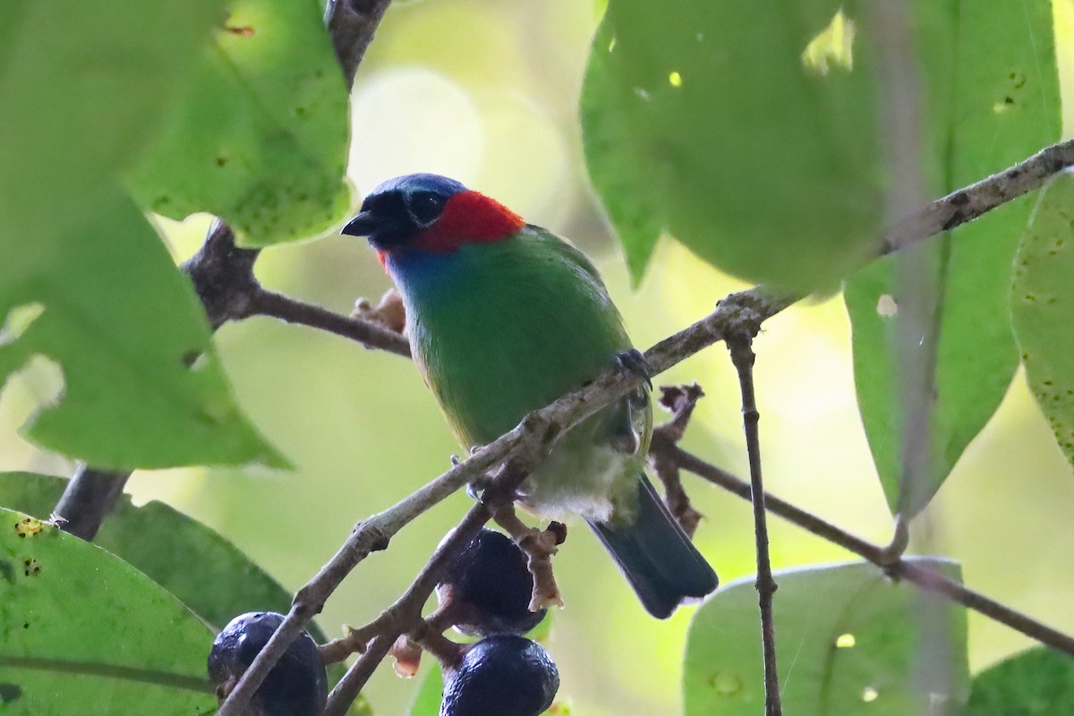 Red-necked Tanager - ML612568055