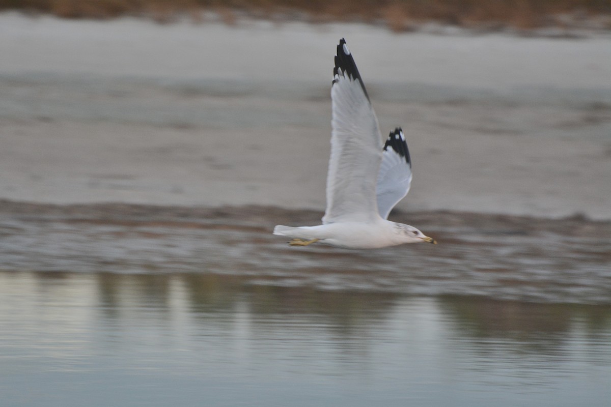 eBird Checklist 23 Dec 2023 Honeymoon Island SP 72 species (+1