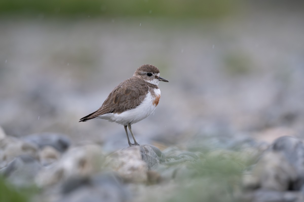 Double-banded Plover - ML612568217