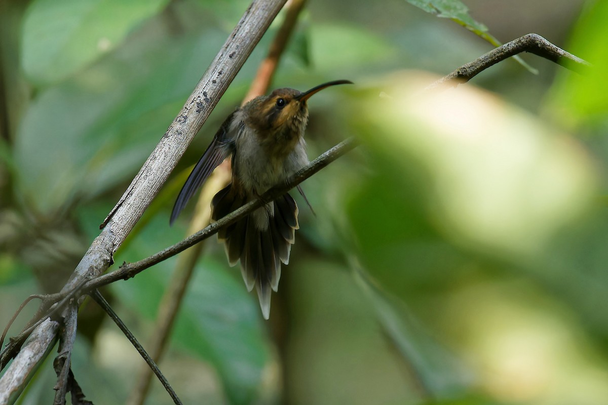 kolibřík pruhohrdlý - ML612568277