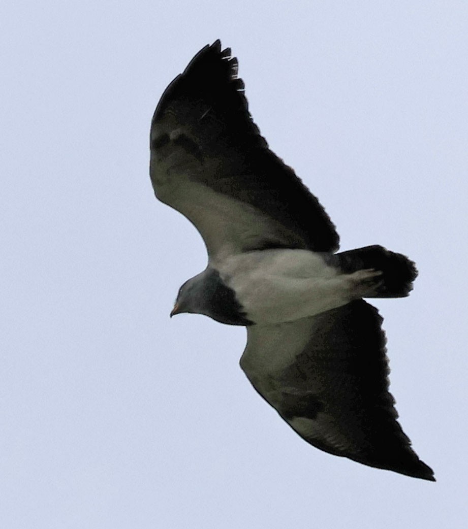 Black-chested Buzzard-Eagle - ML612568313