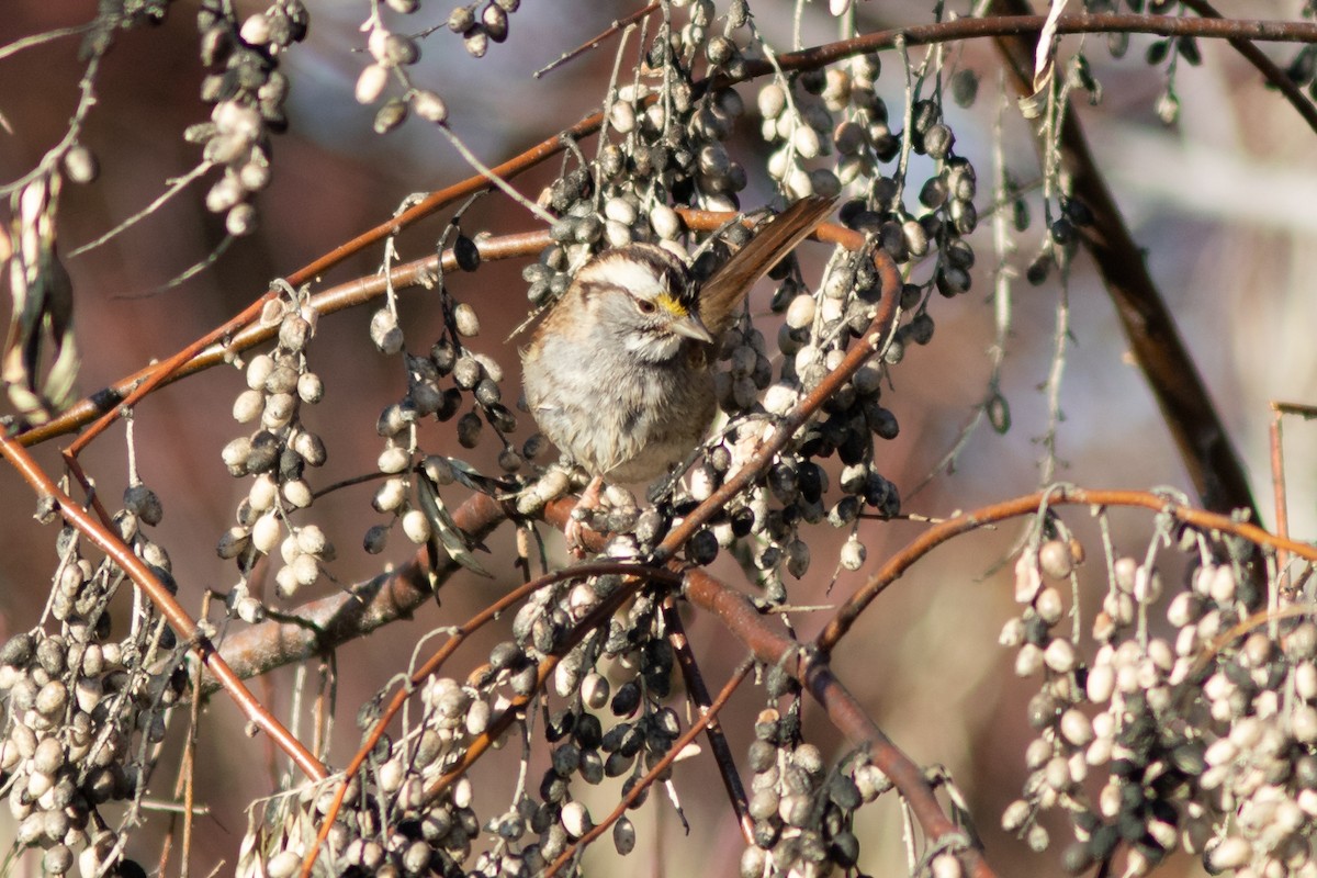 White-throated Sparrow - ML612568344