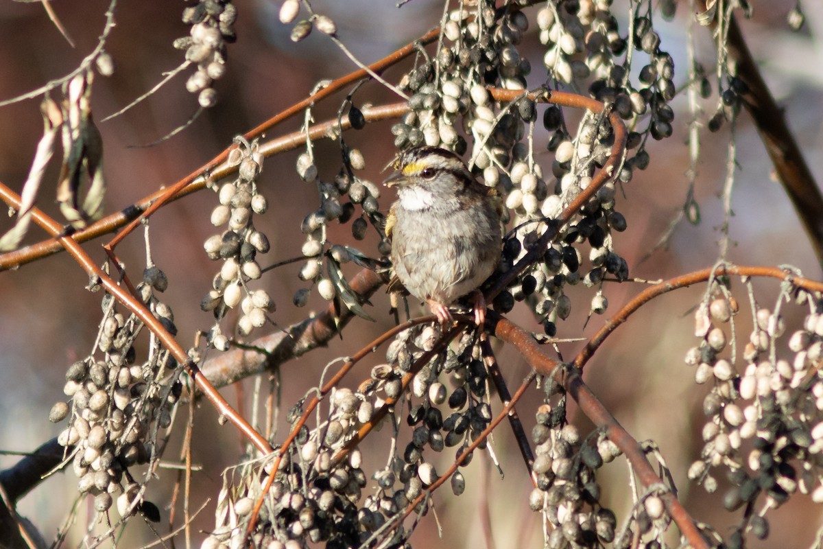 White-throated Sparrow - ML612568345