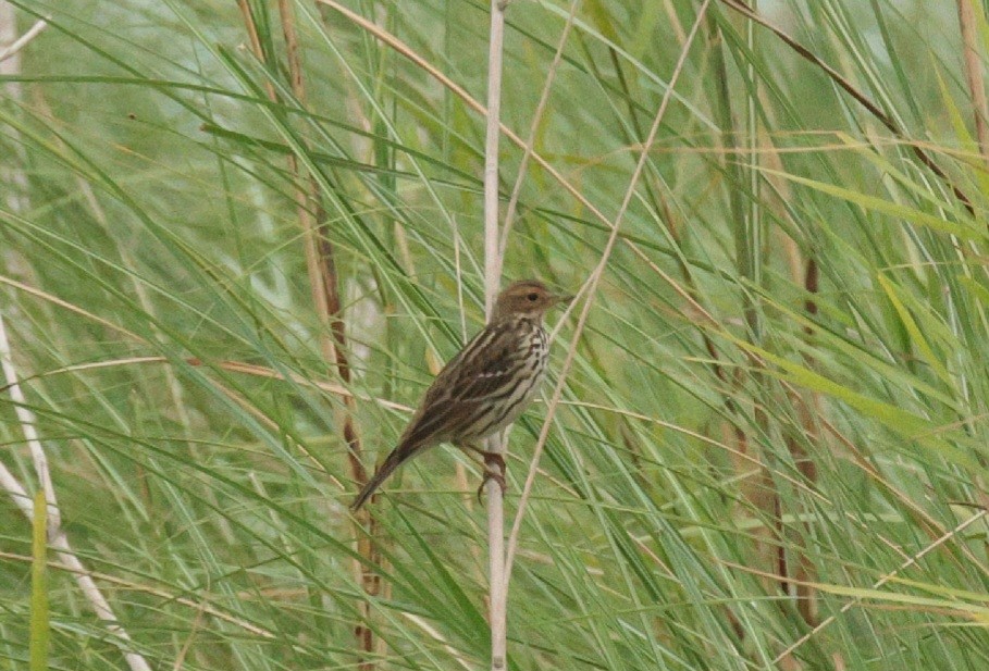 Red-throated Pipit - ML612568349