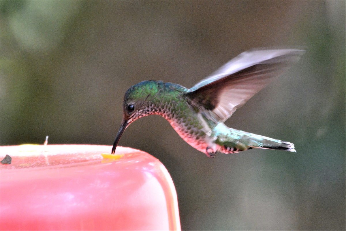 Spot-throated Hummingbird - ML612568373