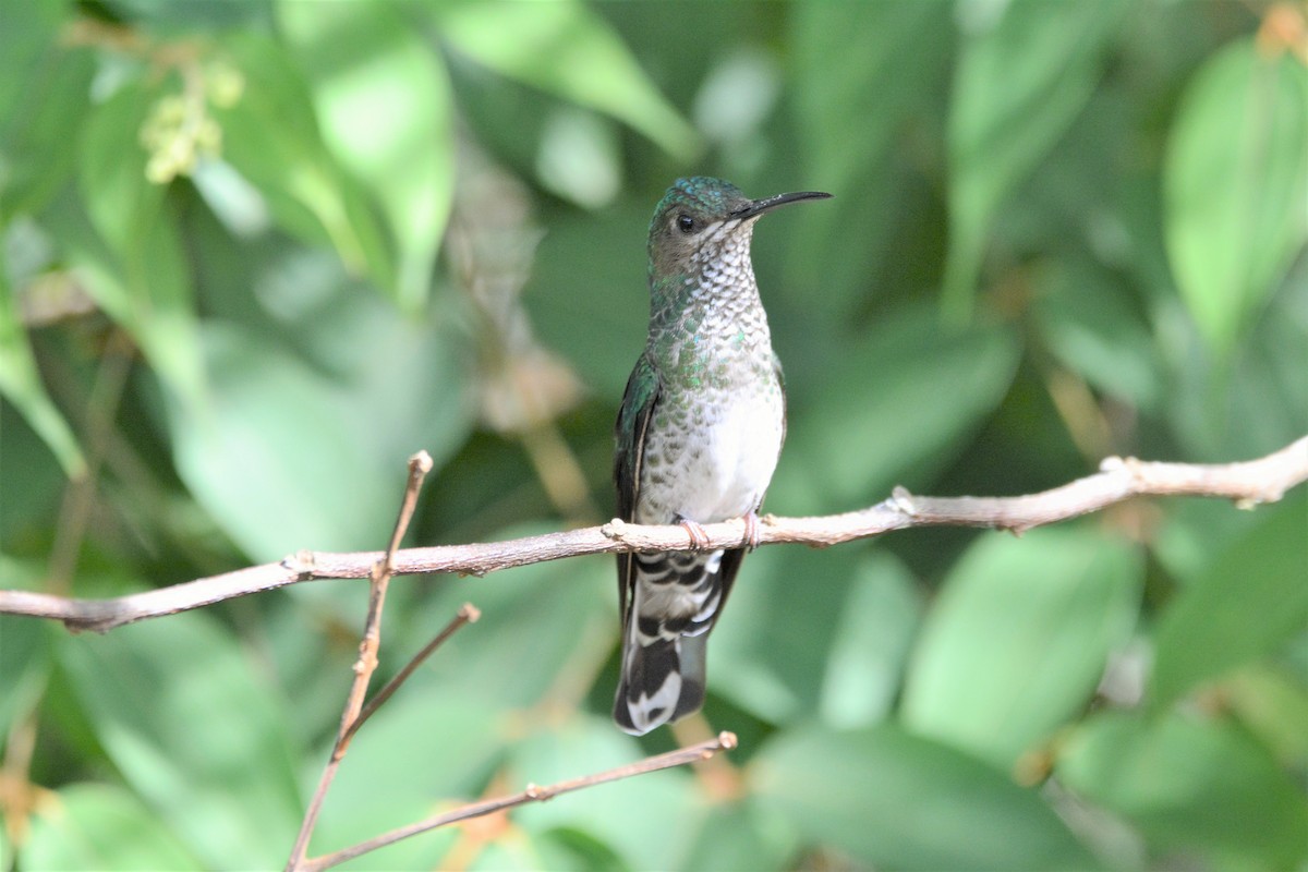 Spot-throated Hummingbird - ML612568374