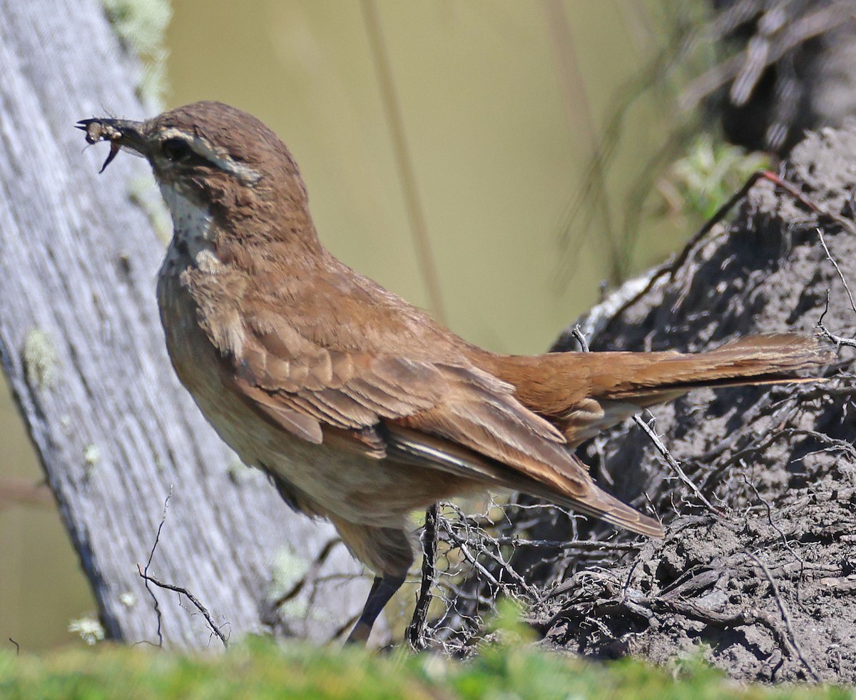 Chestnut-winged Cinclodes - ML612568420