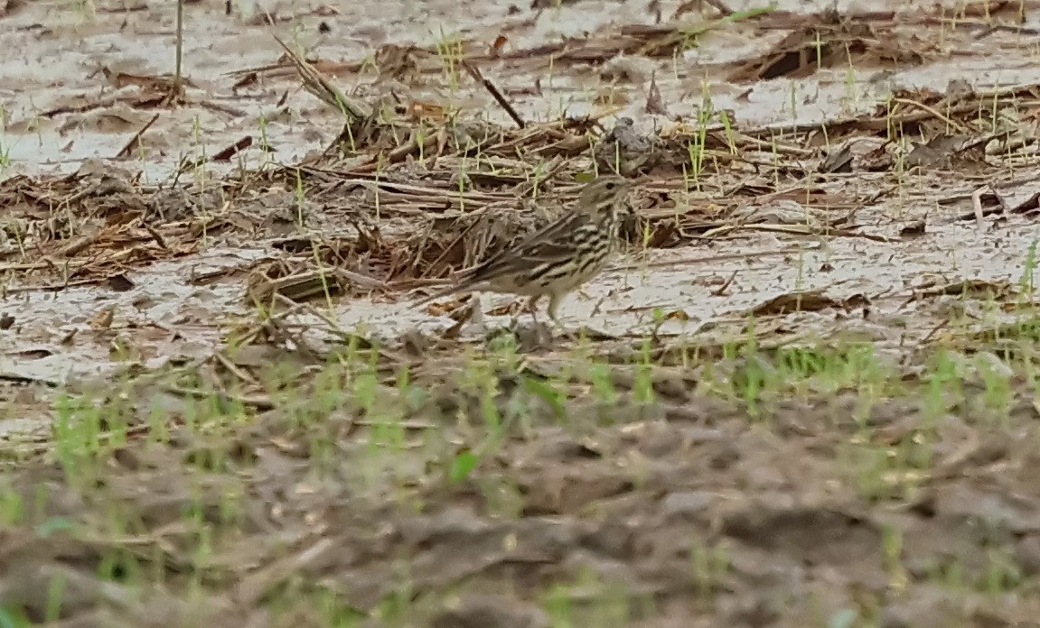 Red-throated Pipit - ML612568497