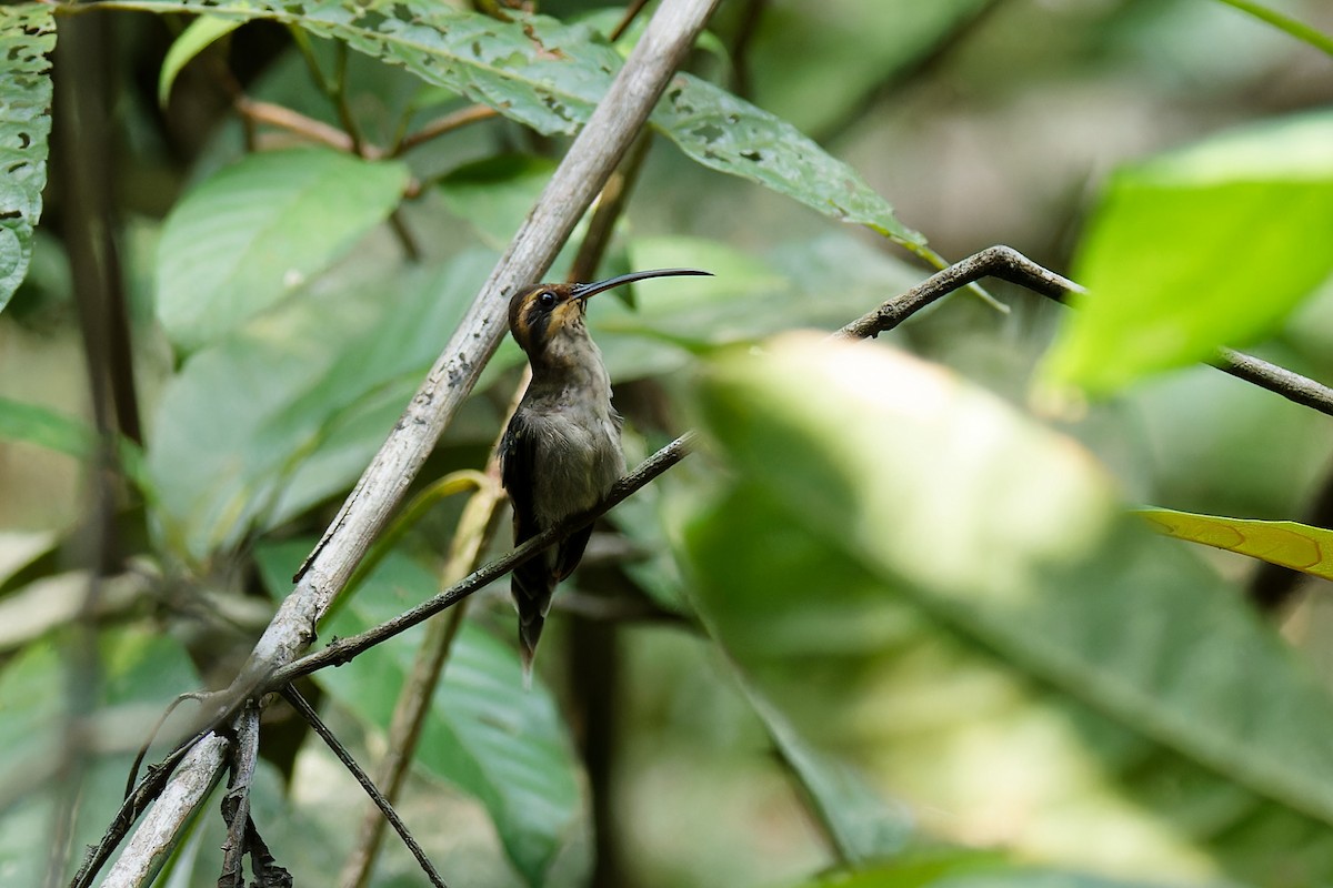 Гвианский колибри-отшельник - ML612568507