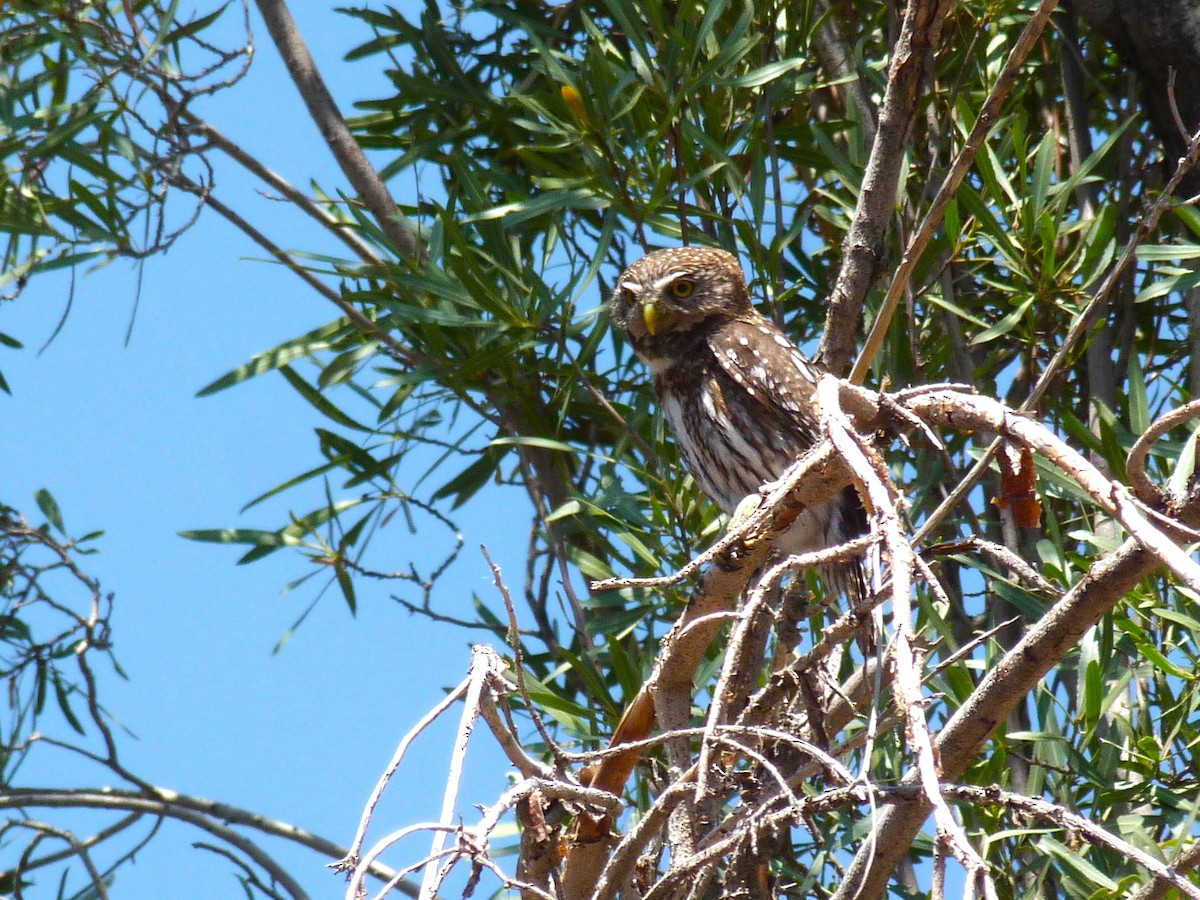 Austral Pygmy-Owl - ML612568528