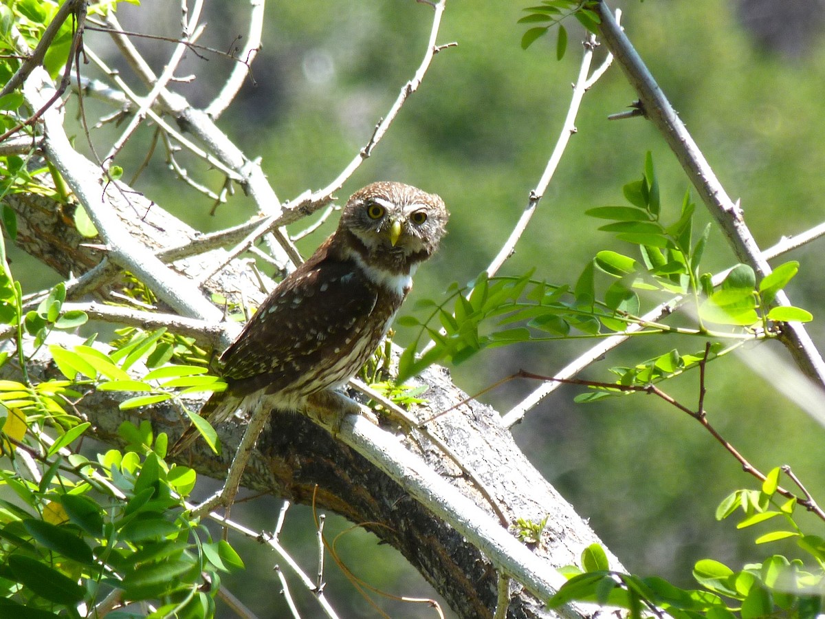 Austral Pygmy-Owl - ML612568529