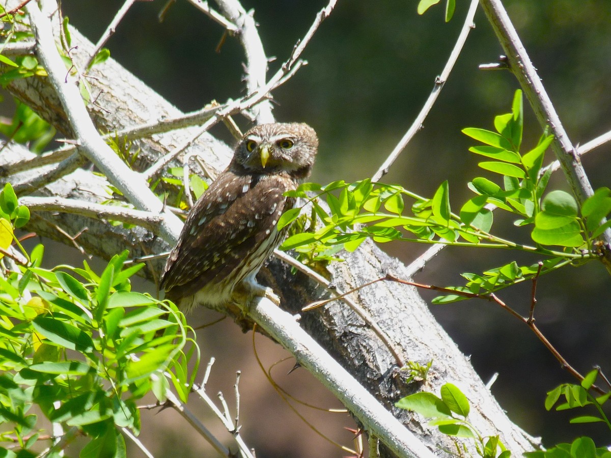 Austral Pygmy-Owl - ML612568530