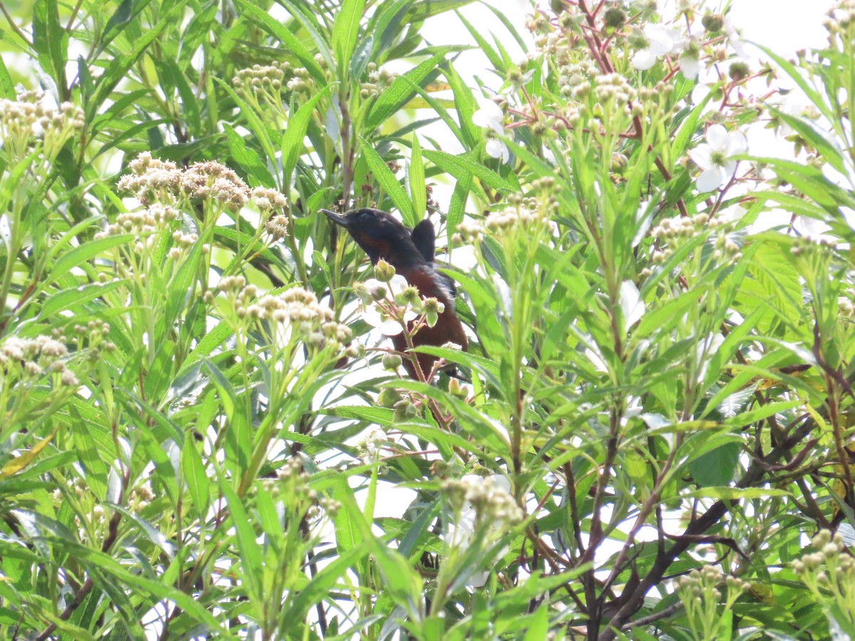 Black-throated Flowerpiercer - Edison🦉 Ocaña