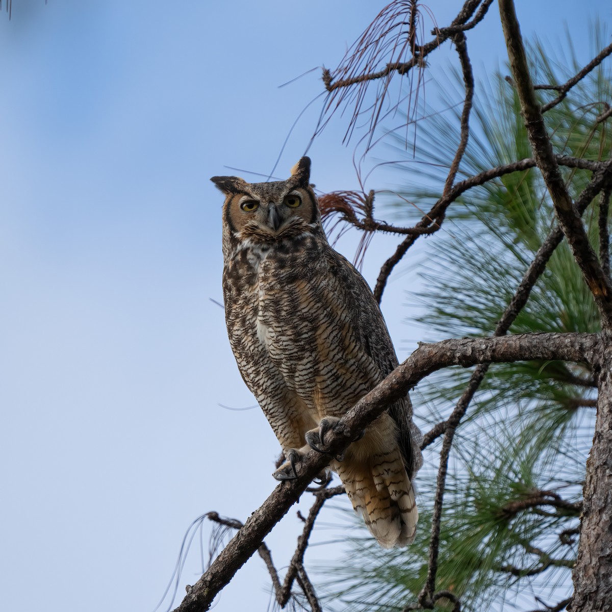 Great Horned Owl - Lorrie-David Mathers