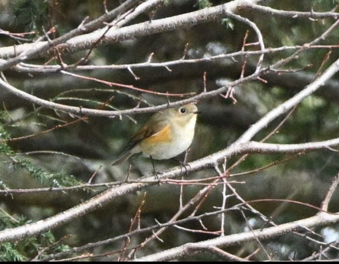 Red-flanked Bluetail - ML612569656