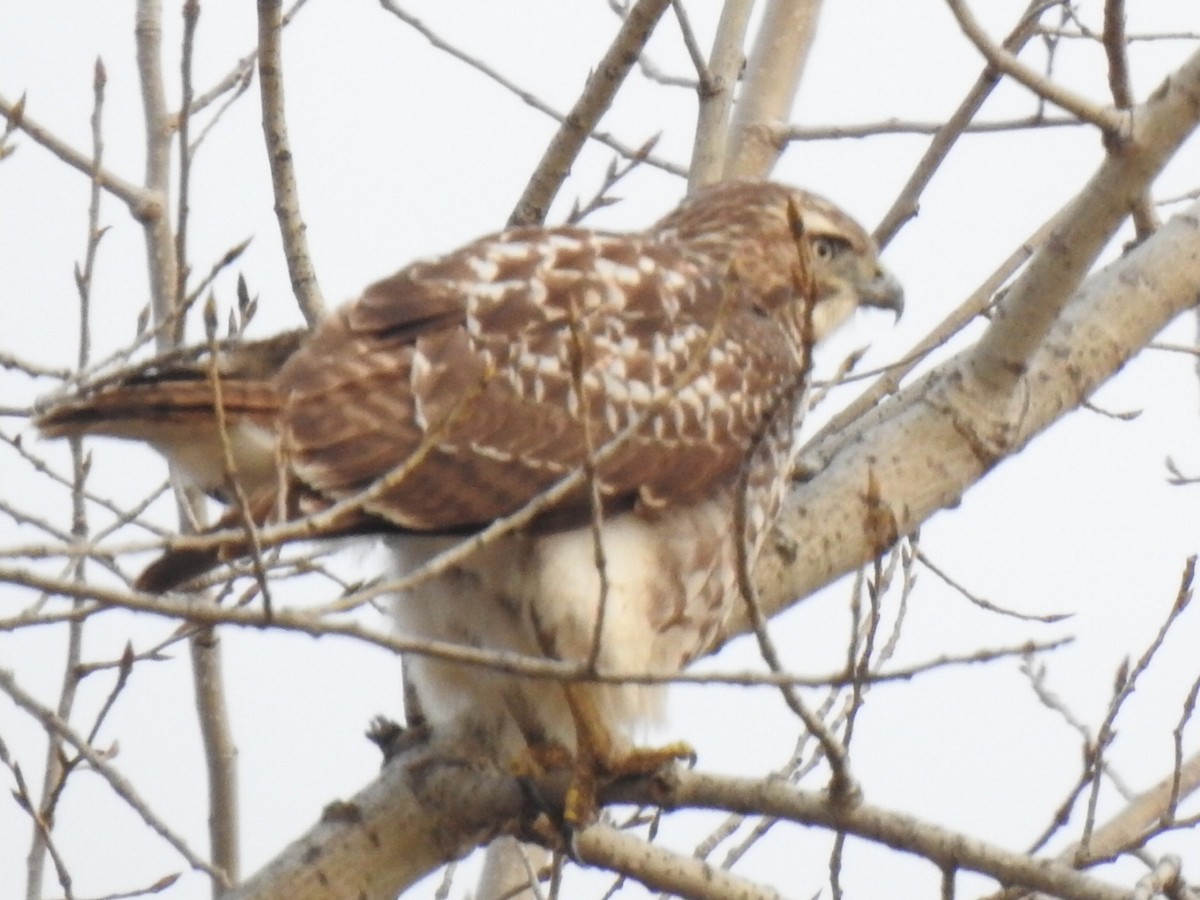 Red-tailed Hawk - ML612569843
